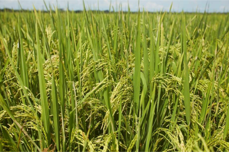 Lee más sobre el artículo Arroceros de Colombia y Panamá sellan alianza estratégica para transformar el sector